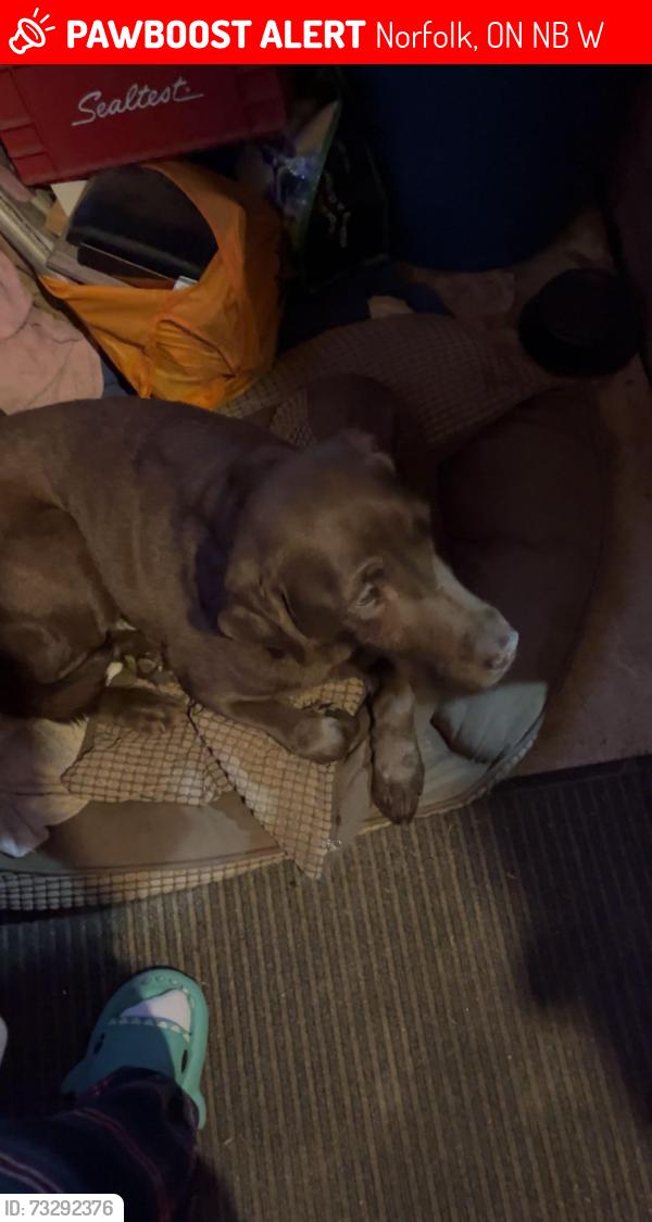 Lost Female Dog last seen fernlea side rd and north/southwalsingham townline rd, Norfolk, ON N4B 2W4
