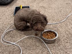 Lost Female Dog last seen Jefferson & Spruce, Knoxville, TN 37914