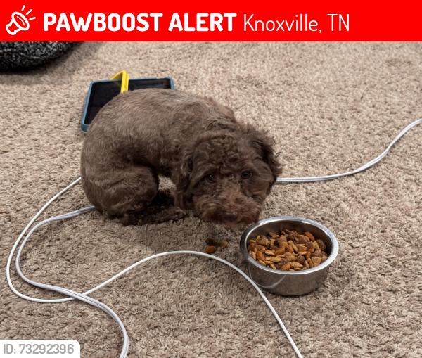 Lost Female Dog last seen Jefferson & Spruce, Knoxville, TN 37914