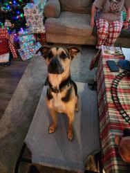 Reunited Male Dog last seen Sod farm near Hendrix farms subdivision, Raeford, NC 28376