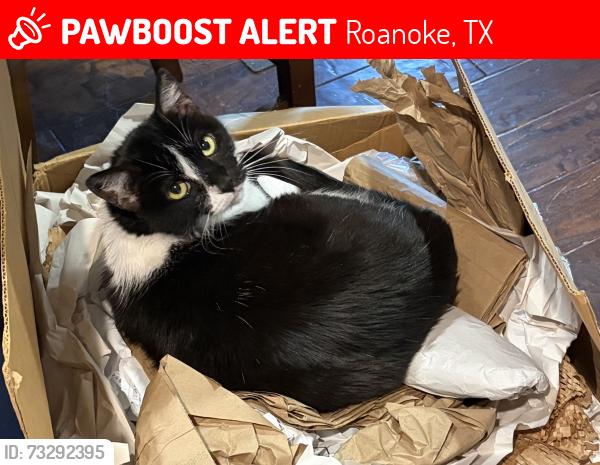 Lost Female Cat last seen Near Sodbury Ct, Roanoke, TX 76262