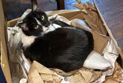 Lost Female Cat last seen Near Sodbury Ct, Roanoke, TX 76262