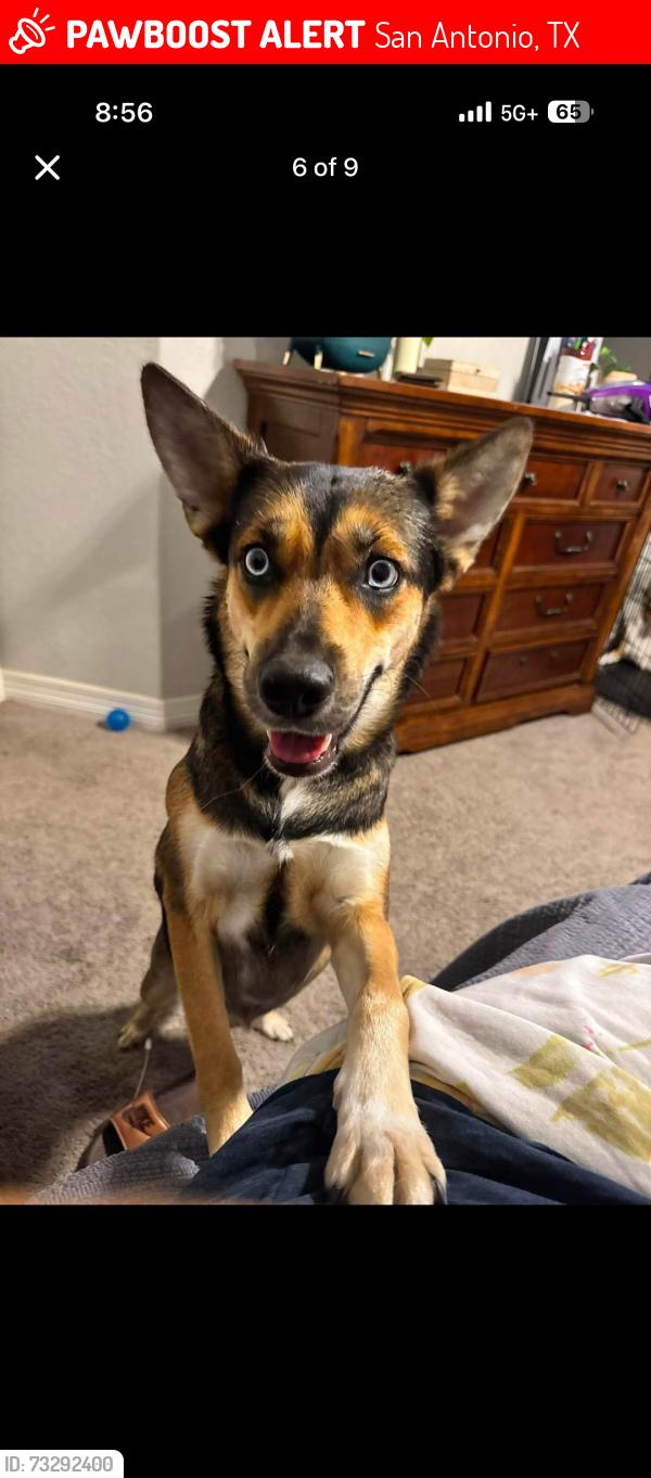 Lost Female Dog last seen Outside of the abbey at grande oaks, San Antonio, TX 78240