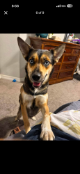Lost Female Dog last seen Outside of the abbey at grande oaks, San Antonio, TX 78240