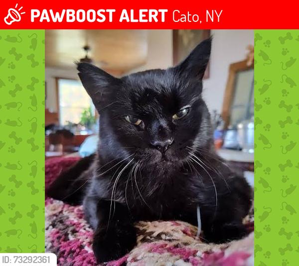 Lost Female Cat last seen Hillview Terrace apmts, Cato, NY 13033