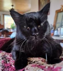 Lost Female Cat last seen Hillview Terrace apmts, Cato, NY 13033