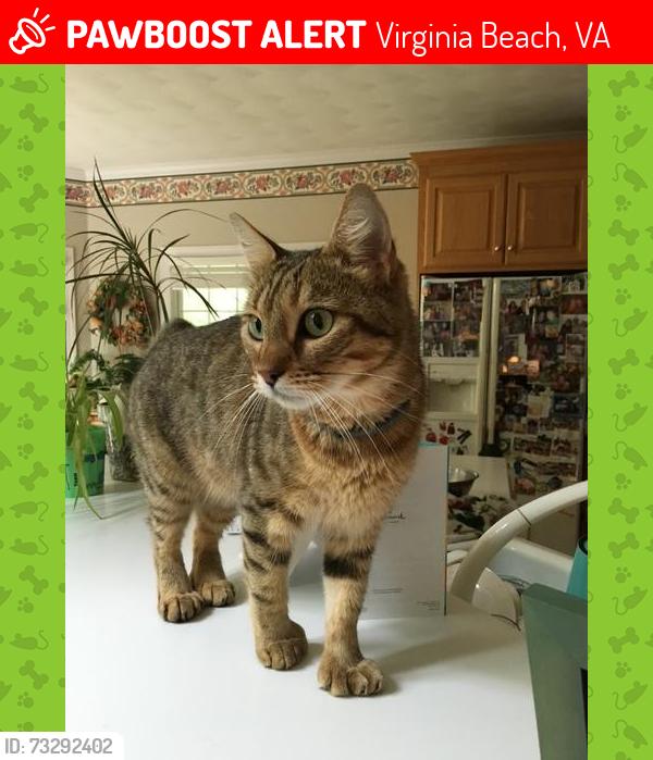 Lost Female Cat last seen Chandon Crescent/Godfrey/Great Neck Rd, Virginia Beach, VA 23454