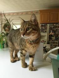Lost Female Cat last seen Chandon Crescent/Godfrey/Great Neck Rd, Virginia Beach, VA 23454