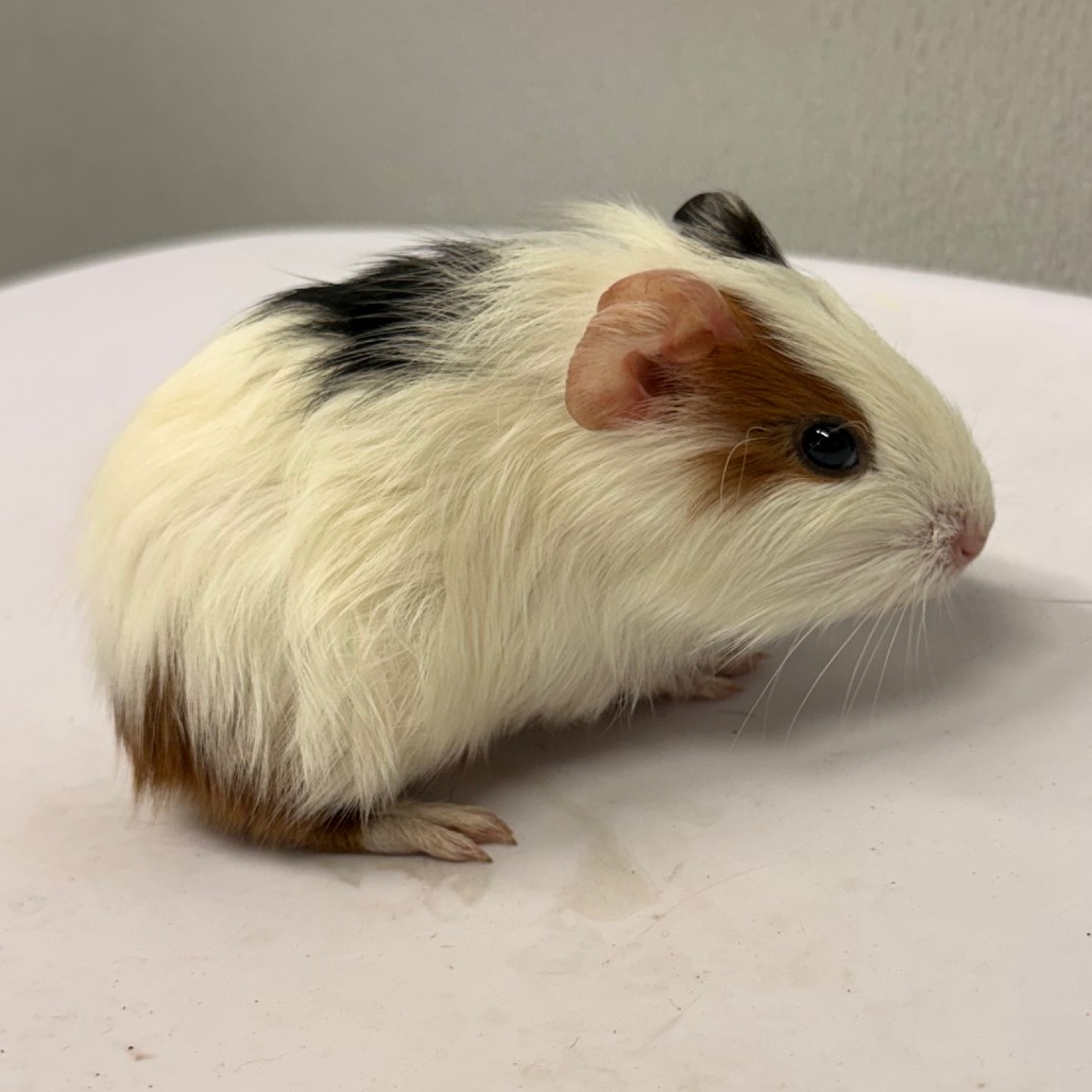 Shelter Stray Female Other last seen , 3607 N Armenia Ave, Tampa, FL 33607, USA