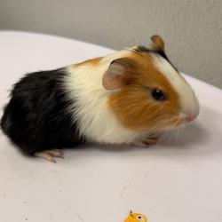Shelter Stray Female Other last seen , 3607 N Armenia Ave, Tampa, FL 33607, USA