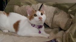 Lost Female Cat last seen Calvert and north ave, Airport Township, MO 63134