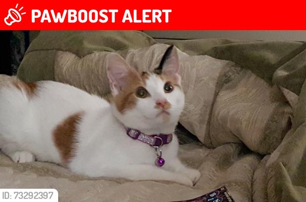 Lost Female Cat last seen Calvert and north ave, Airport Township, MO 63134