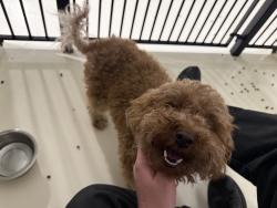 Reunited Female Dog last seen Morehead st and Wilkinson blvd, Charlotte, NC 28208