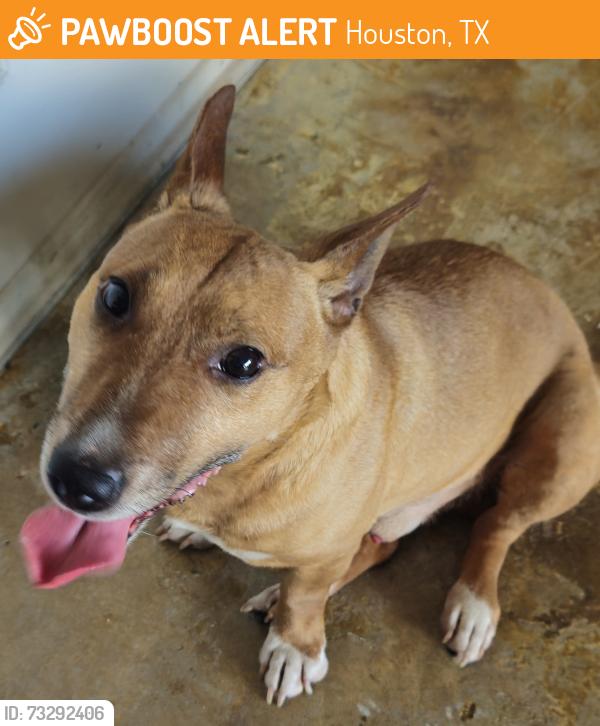 Found/Stray Male Dog last seen Concord bridge Dr, Houston, TX 77041