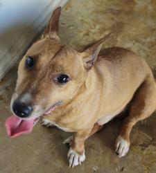Found/Stray Male Dog last seen Concord bridge Dr, Houston, TX 77041