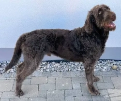 Found/Stray Unknown Dog last seen Joe Ramsey in front of hosp, Greenville, TX 75402
