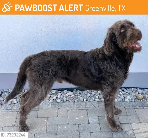 Found/Stray Unknown Dog last seen Joe Ramsey in front of hosp, Greenville, TX 75402