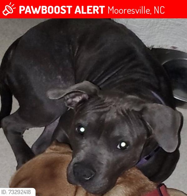 Lost Female Dog last seen Winedale lane / midway lake rd, Mooresville, NC 28115