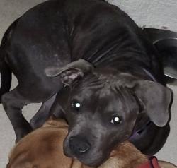 Lost Female Dog last seen Winedale lane / midway lake rd, Mooresville, NC 28115
