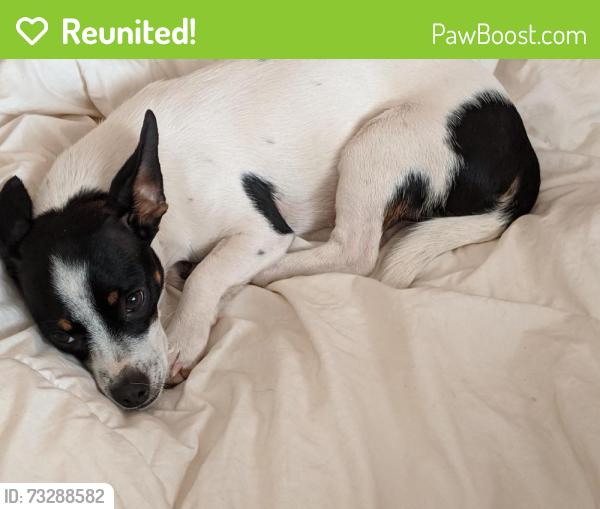 Reunited Female Dog last seen University and stapley, Mesa, AZ 85203