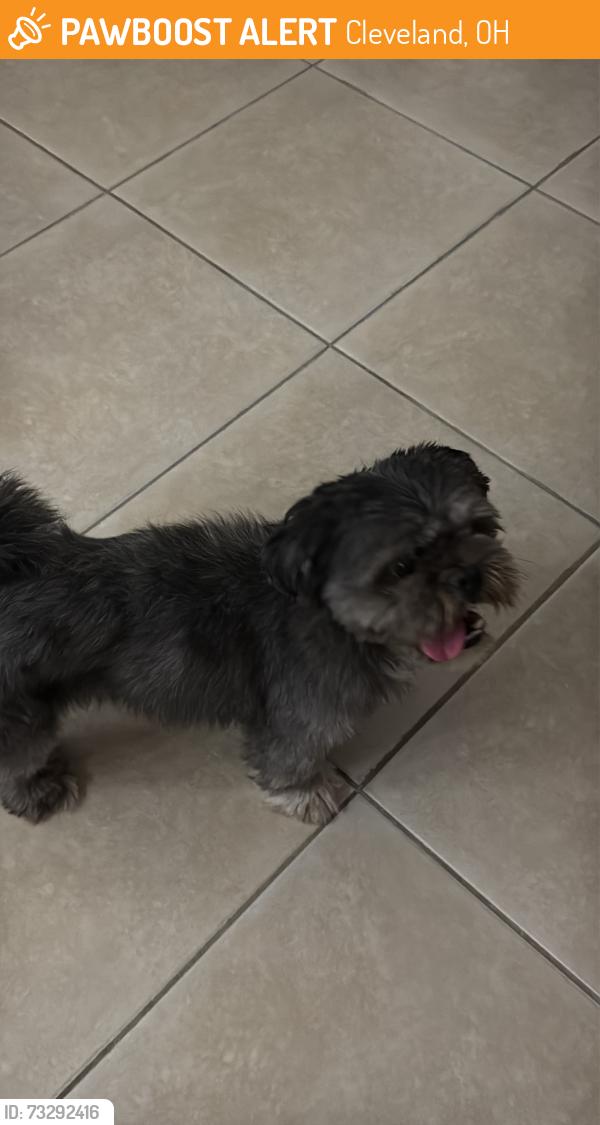 Found/Stray Male Dog last seen Saint Joseph Academy, Cleveland, OH 44111