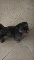 Found/Stray Male Dog last seen Saint Joseph Academy, Cleveland, OH 44111