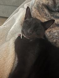 Lost Male Cat last seen N SUGAR BEAR DR, Edinburg, TX 78541