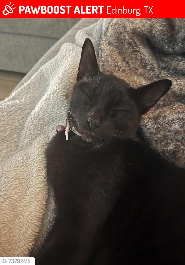 Lost Male Cat last seen N SUGAR BEAR DR, Edinburg, TX 78541
