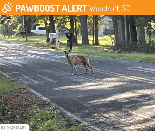 Found/Stray Male Dog last seen Woodruff Park, Woodruff, SC 29388