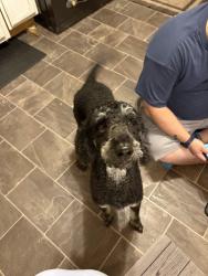 Found/Stray Female Dog last seen Sherman st, Gastonia, NC 28052