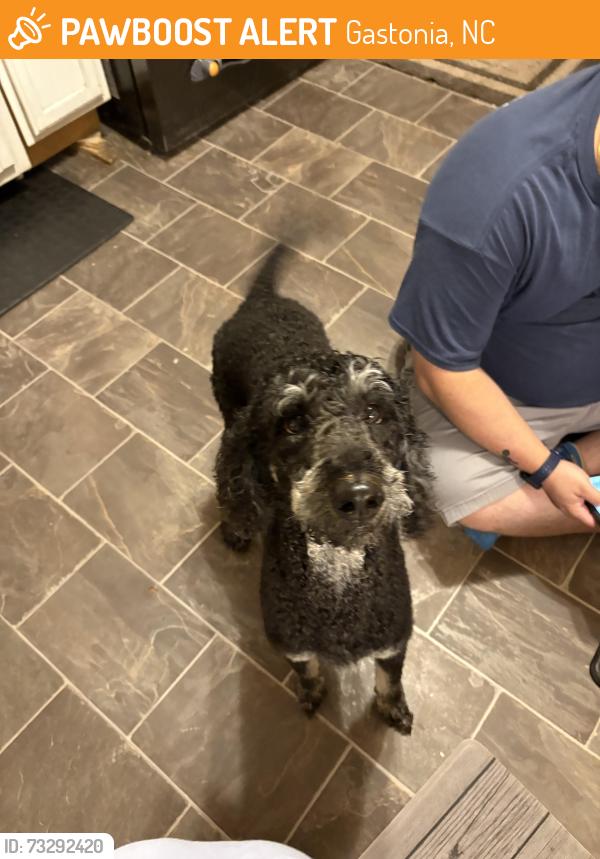 Found/Stray Female Dog last seen Sherman st, Gastonia, NC 28052