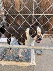 Found/Stray Male Dog last seen Laurel rd, Oakley, CA 94561