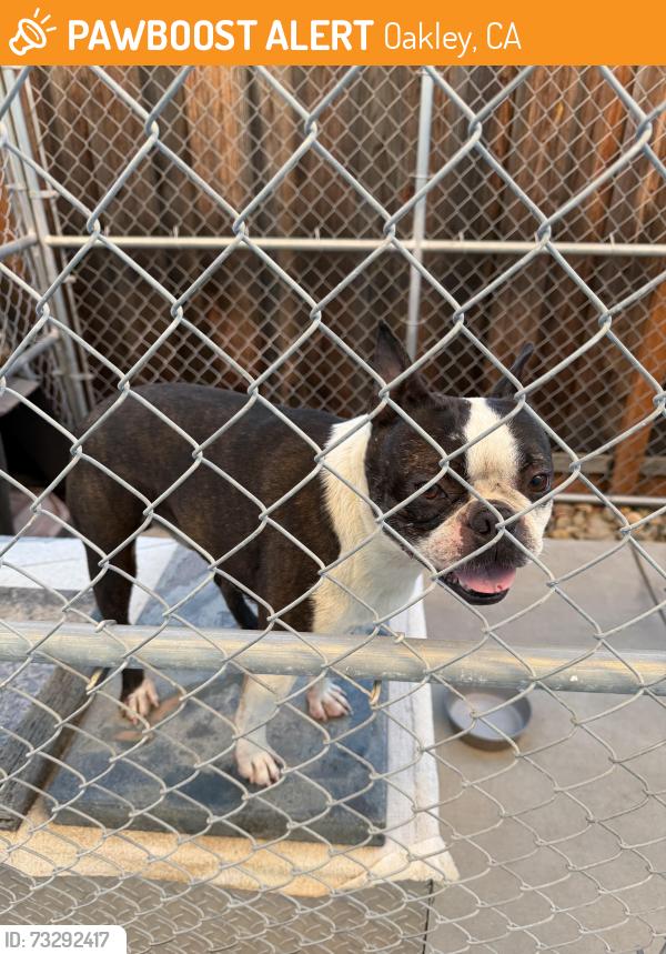 Found/Stray Male Dog last seen Laurel rd, Oakley, CA 94561