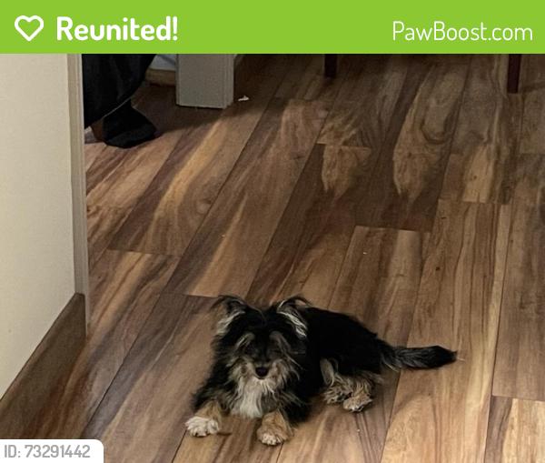 Reunited Female Dog last seen Cockhill and Covington dr, DeSoto, TX 75115