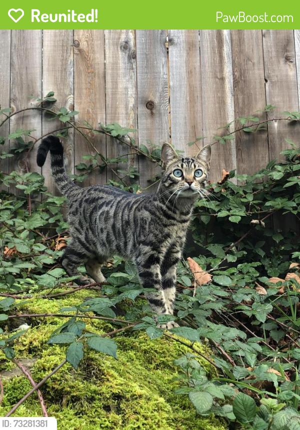 Reunited Male Cat last seen Near 119st, Edmonton, AB T5E 5M9