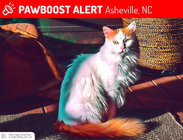 Lost Male Cat last seen Sedley and Country Club, Asheville, NC 28804