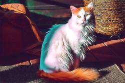 Lost Male Cat last seen Sedley and Country Club, Asheville, NC 28804