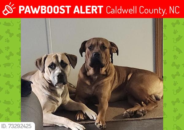 Lost Male Dog last seen Abington road, Caldwell County, NC 28645