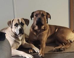 Lost Male Dog last seen Abington road, Caldwell County, NC 28645
