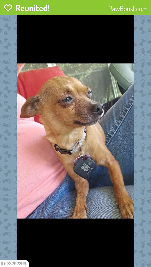 Reunited Female Dog last seen Central avenue, Mauldin, SC 29662
