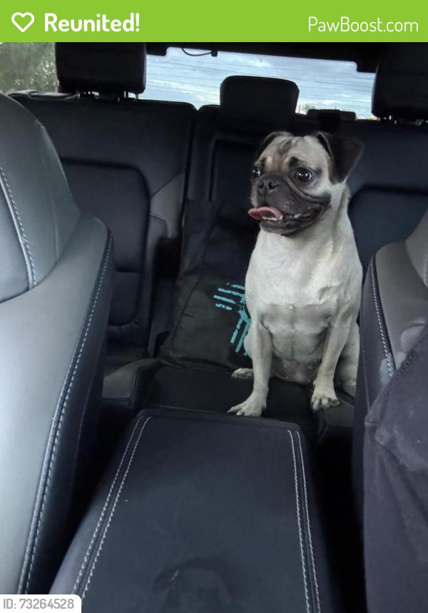 Reunited Female Dog last seen Crossing Candelaria, Albuquerque, NM 87114