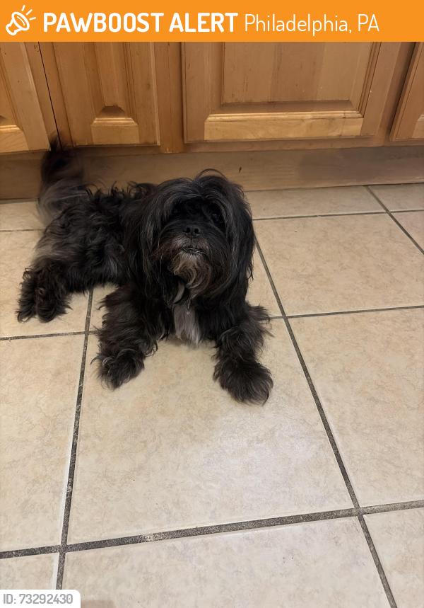 Found/Stray Male Dog last seen Between 53rd and 52nd streets near Columbia, Philadelphia, PA 19131