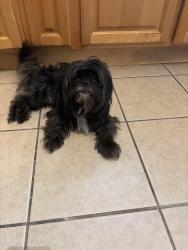 Found/Stray Male Dog last seen Between 53rd and 52nd streets near Columbia, Philadelphia, PA 19131