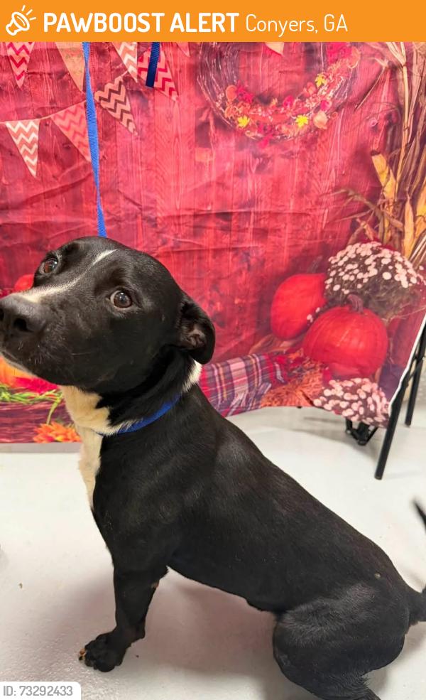 Found/Stray Unknown Dog last seen Located at Rockdale County Animal Service, 1506 Rockbridge Road, Conyers, GA 30012, Conyers, GA 30012