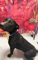Found/Stray Unknown Dog last seen Located at Rockdale County Animal Service, 1506 Rockbridge Road, Conyers, GA 30012, Conyers, GA 30012