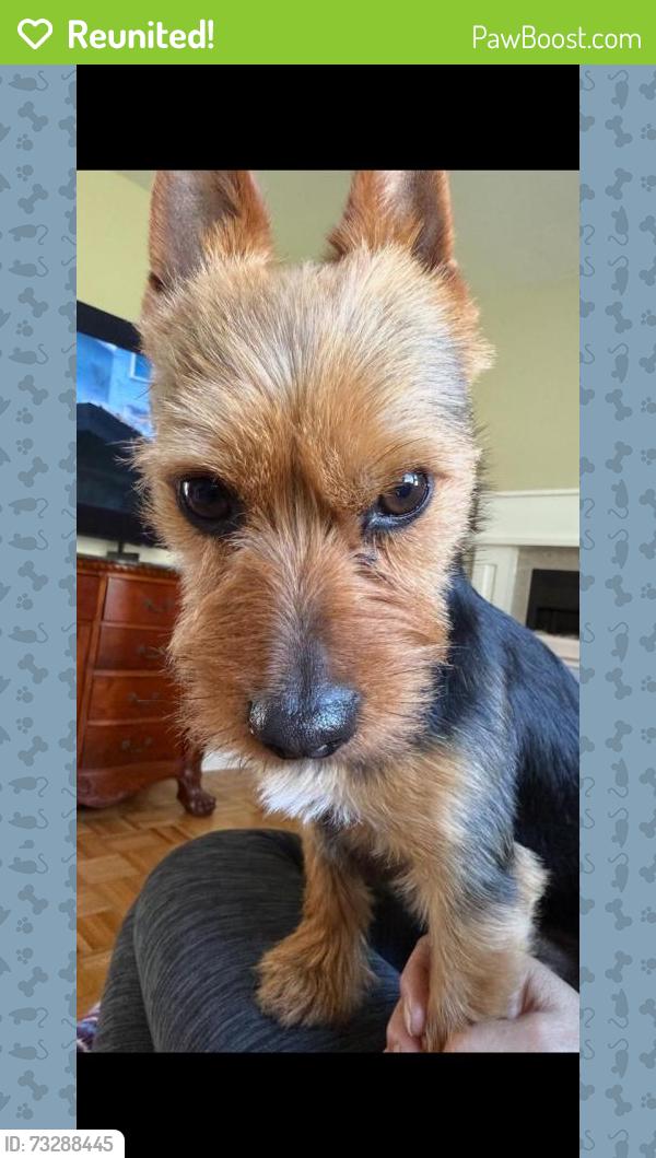 Reunited Male Dog last seen Crabapple Ln, Stroud Township, PA 18301