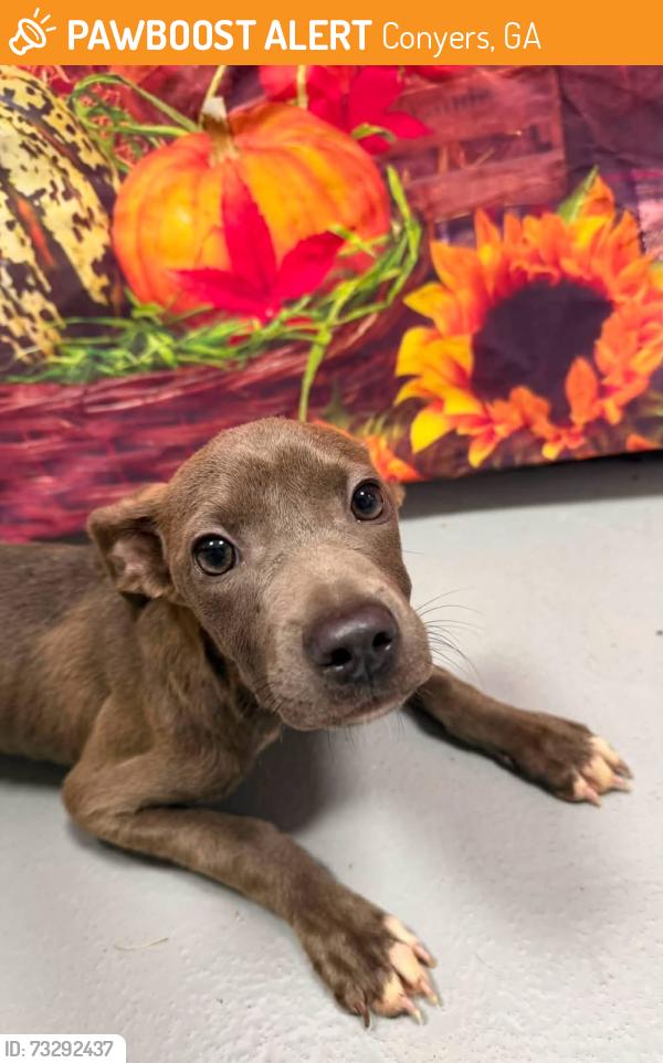 Found/Stray Unknown Dog last seen Located at Rockdale County Animal Service, 1506 Rockbridge Road, Conyers, GA 30012, Conyers, GA 30012
