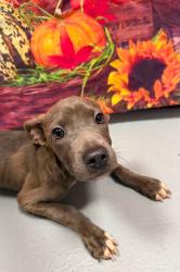 Found/Stray Unknown Dog last seen Located at Rockdale County Animal Service, 1506 Rockbridge Road, Conyers, GA 30012, Conyers, GA 30012