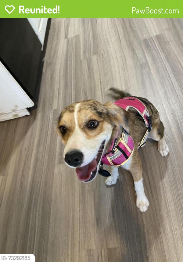 Reunited Female Dog last seen Caprock area (university & Indiana), Lubbock, TX 79413