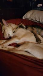 Reunited Male Dog last seen Gorman and 36th, Waco, TX 76710